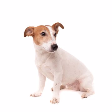 Jack Russell Terrier Profil 1 (1)