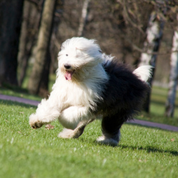 Istockphoto 93393143 170667A Istockphoto 93393143 170667A