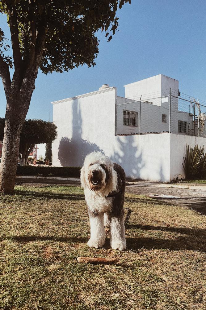 main Obed Hernandez 1Tgweufzbu Unsplash